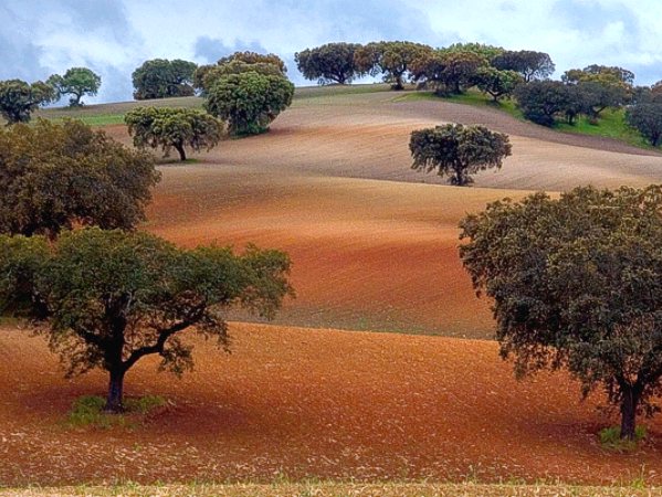 Cork Oaks in Alentejo