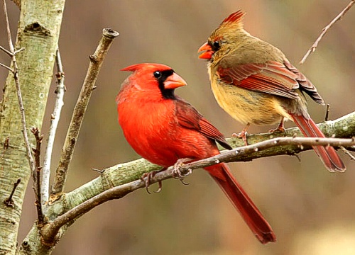 Northern Cardinals
