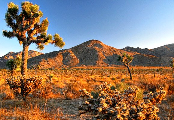 California