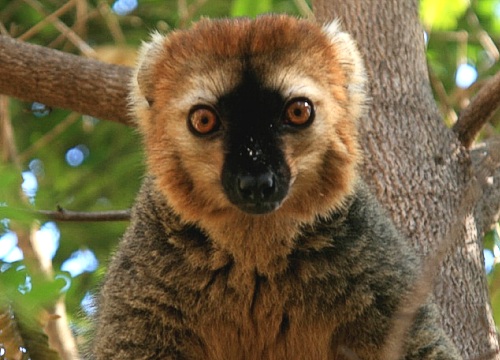 Lemur at Isalo